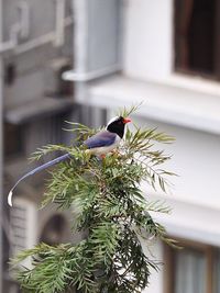 Close-up of bird perching on floor