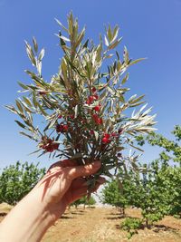 Midsection of person holding plant against sky