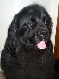 Close-up portrait of dog