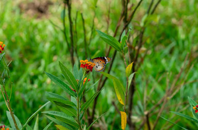 Close-up of butterfly on plant