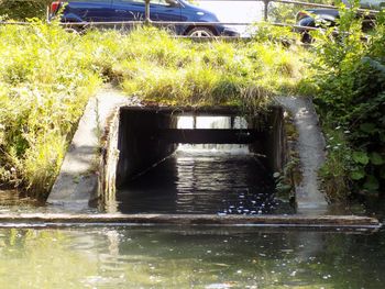 Plants in water