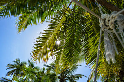 Low angle view of palm trees against sky