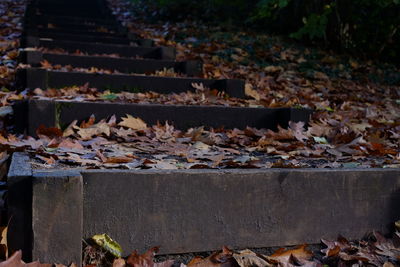 Close-up of autumn leaves