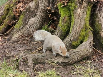 Squirrel on tree trunk