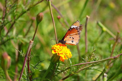 Monarch butterfly pollinating on marigold flower