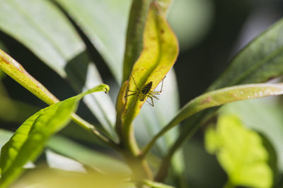 Close-up of ant on leaf