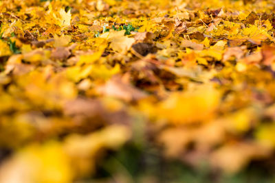 Close-up of yellow maple leaves