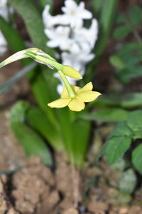 Close-up of yellow flowering plant