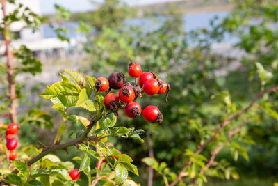 Close-up of red berries growing on tree