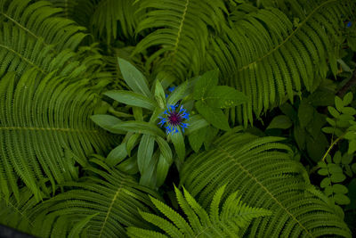 Full frame shot of green flowering plant