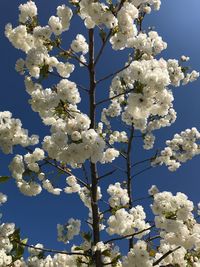 Low angle view of cherry blossoms against sky