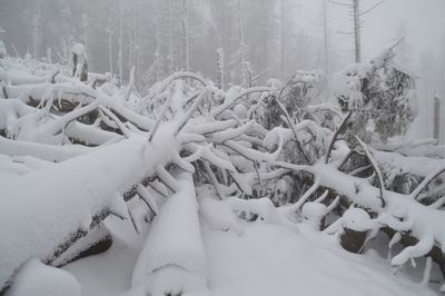 Panoramic view of snow covered field