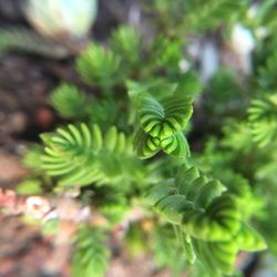Close-up of fresh green leaves