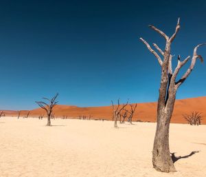 Bare tree on desert against clear blue sky
