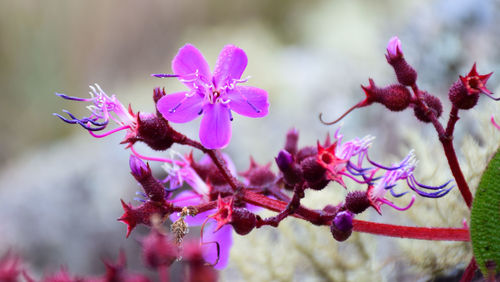 Close-up of purple flowers