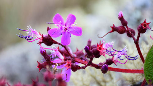 Close-up of pink flower blooming outdoors