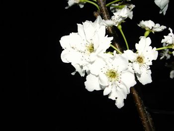 Close-up of white cherry blossom against black background