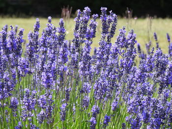 Close-up of purple flowering plants on field