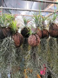 Close-up of plants in greenhouse