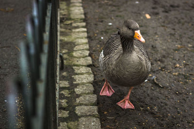 High angle view of bird