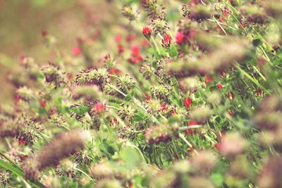 Flowers growing in field