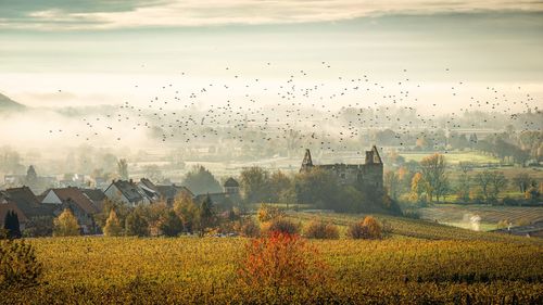 Scenic view of field by buildings against sky