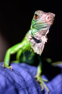 Close-up of lizard on blue textile