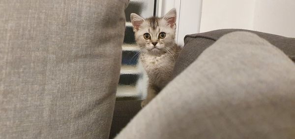 Portrait of cat relaxing at home