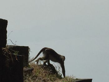 High angle view of cat against clear sky