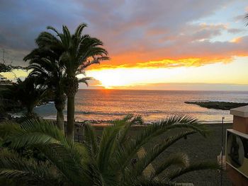 Palm trees at sunset