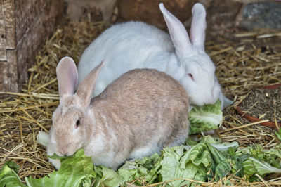 Close-up of a rabbit's eating 