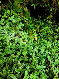 Full frame shot of green leaves