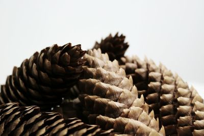 Close-up of pine cones over white background