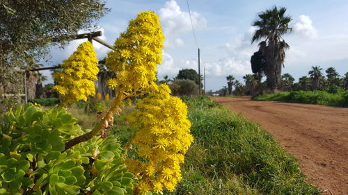 Yellow flowering plants on field against sky