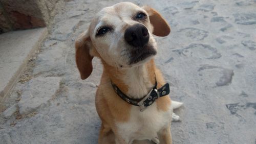 High angle view of dog on footpath