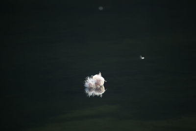 Bird in water against sky