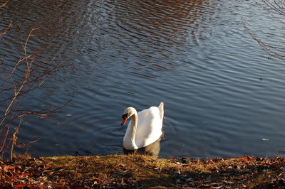 High angle view of swan swimming in lake