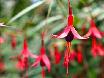 Close-up of red flowering plant