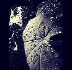 Close-up of water drops on leaves