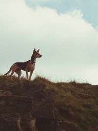 Horse on landscape against cloudy sky