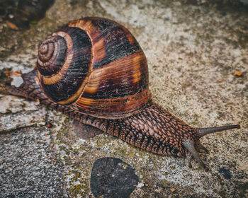 Close-up of snail