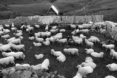 Flock of sheep on field during winter