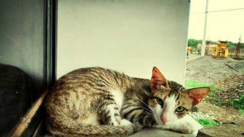 Cat resting on tiled floor