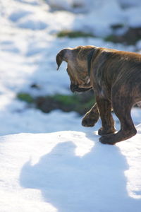 Side view of a dog on snow