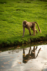 Monkey walking along edge of lake.