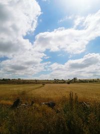 Scenic view of field against sky