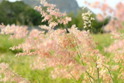 Close-up of pink flowering plants on field