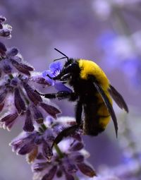 Close-up of bee on purple flower