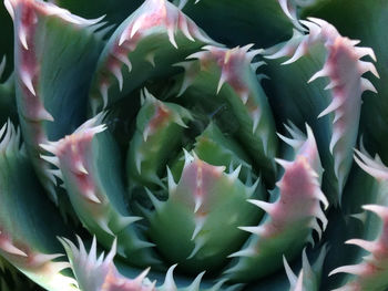 Close-up of cactus