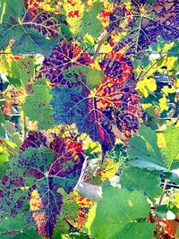 Close-up of autumn leaves on plant